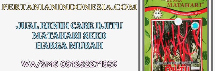 jual,benih,cabe djitu,matahari seed,murah